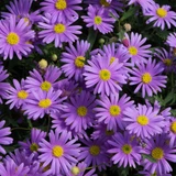 Brachyscome Brasco Violet