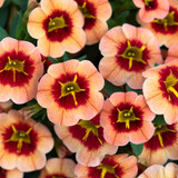 Calibrachoa Conga Orange Star