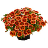 Calibrachoa Conga Orange Star