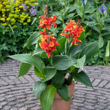 Canna Cannova Red Golden Flame