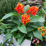 Canna Cannova Red Golden Flame