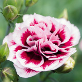 Dianthus Sweet Pleasure Purple Picotee