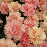 Dianthus Sweet Pleasure Collection