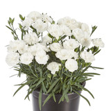 Dianthus Sweet Pleasure Collection