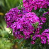 Dianthus Jolt Purple
