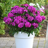Dianthus Jolt Purple