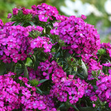 Dianthus Jolt Purple