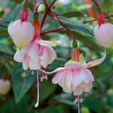Fuchsia Giant Pink Marshmallow