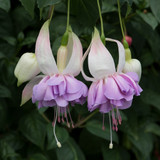 Fuchsia Giant Wendy's Beauty