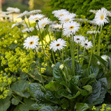 Gerbera Garvinea Sweet Frosting