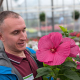 Hibiscus Luna Rose