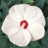 Hibiscus Luna White