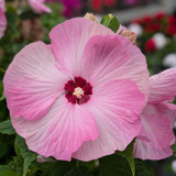 Hibiscus Luna Collection