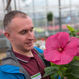 Hibiscus Luna Collection