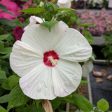 Hibiscus Luna Collection