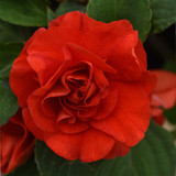 Impatiens Glimmer Bright Red