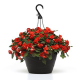 Impatiens Glimmer Bright Red