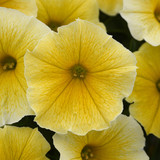 Petunia Bees Knees