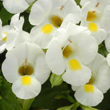 Torenia Collection