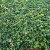 Thyme Sambesi