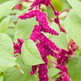 Amaranthus Caudatus Red