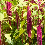 Amaranthus Caudatus Red