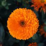 Calendula Neon