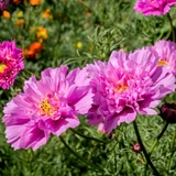 Cosmos Bipinnatus Fizzy Pink