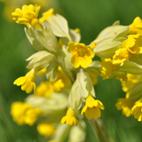 Cowslip