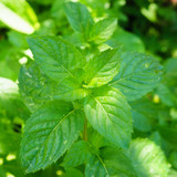 Herb Spearmint