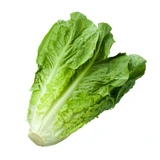Lettuce - Romaine Parris Island Cos