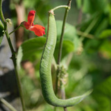 Runner Bean Painted Lady