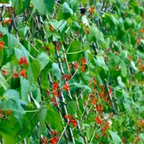 Runner Bean Painted Lady