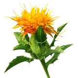 Saffron Thistle – Carthamus Tinctorius Zanzibar
