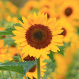 Sunflower Yellow PYGMY