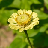 Zinnia Giant Envy