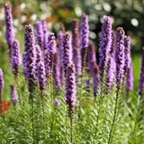 Liatris Spicata Seeds
