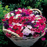 Petunia Dwarf Picobella Mix