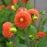 Dahlia Orange Flowered Collection