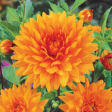 Dahlia Orange Flowered Collection