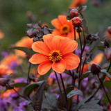 Dahlia Orange Flowered Collection