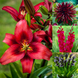 Red Summer Bulb Collection
