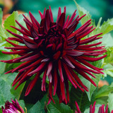 Red Summer Bulb Collection