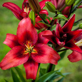 Red Summer Bulb Collection