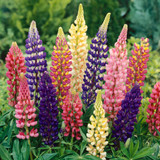 Pollinator Collection