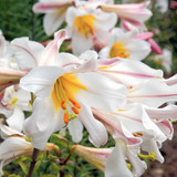 Lilium Regale 16/18