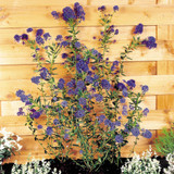 Ceanothus Concha Blue