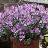 Hebe Garden Beauty Purple