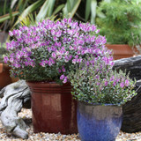 Hebe Garden Beauty Purple