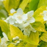 Philadelphus coronarius Aureus